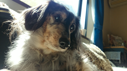 DCキャッスルで過ごす高齢犬