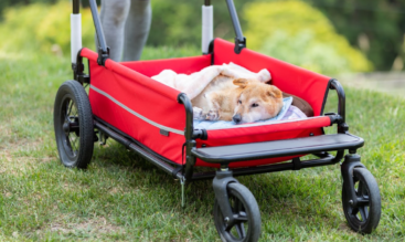 子犬・子猫からシニア期、最後のお別れまで。ペットの一生に必要なサポートとは