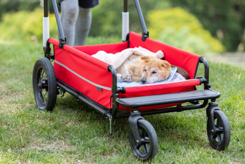 子犬・子猫からシニア期、最後のお別れまで。ペットの一生に必要なサポートとは