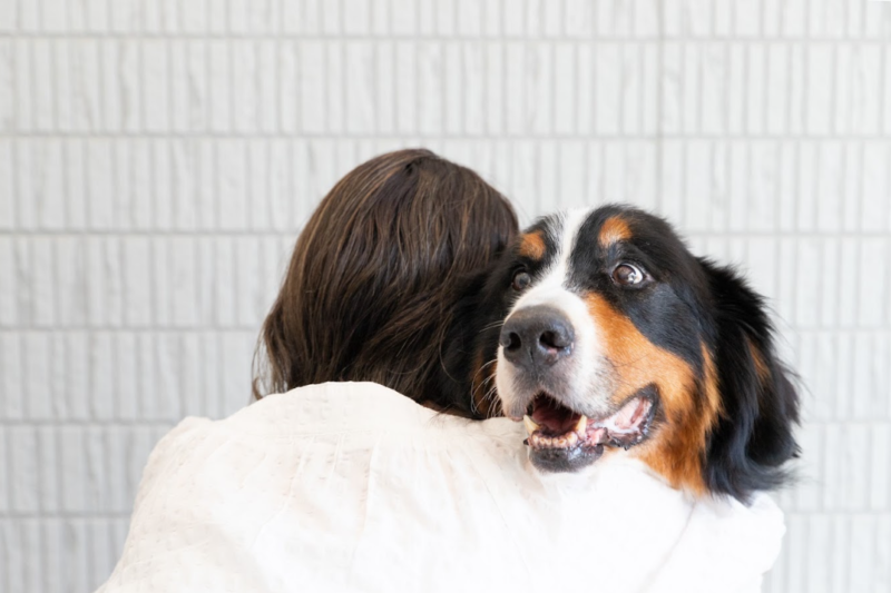 愛犬・愛猫が高齢になったら？シニア期の暮らしと長期療養ケアを考える